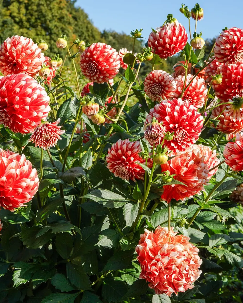 Rubrique Bulbes & fleurs de saison