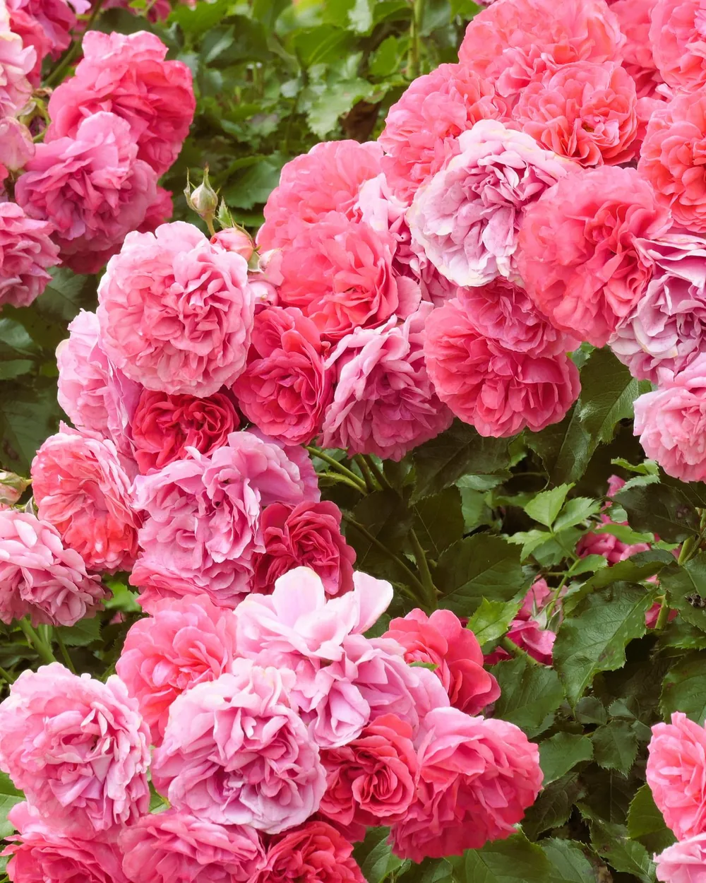 Rubrique Rosiers