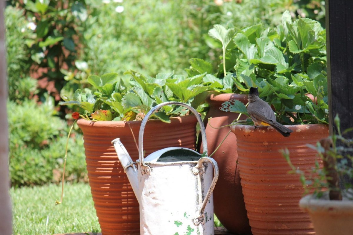 Astuces pour arroser économiquement les plantes de balcon