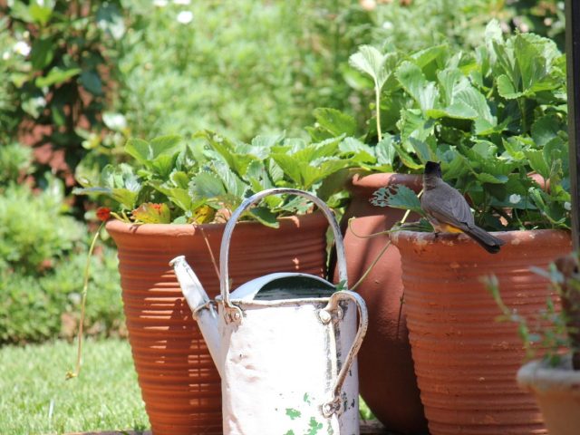 Astuces pour arroser économiquement les plantes de balcon