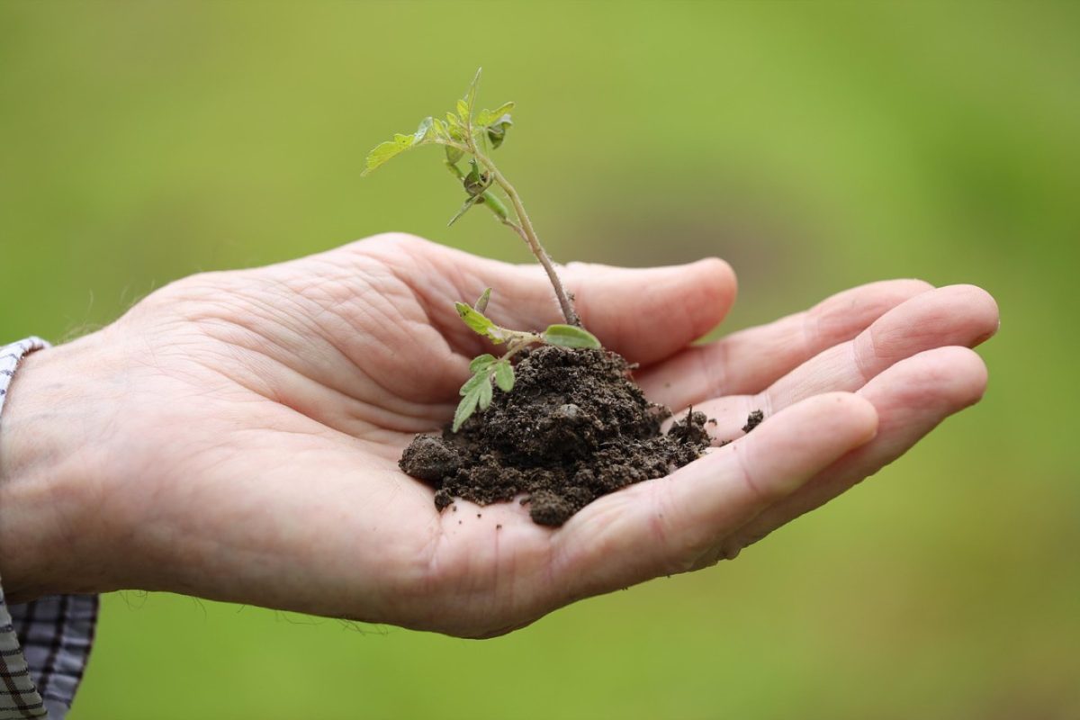 Comparatif des bacs potager en hauteur