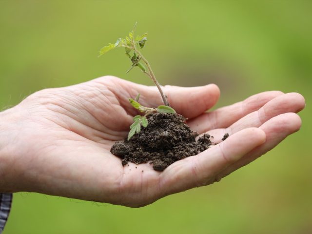 Comparatif des bacs potager en hauteur