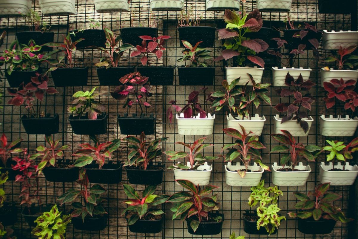 Plantes pour mur végétalisé extérieur selon site et système
