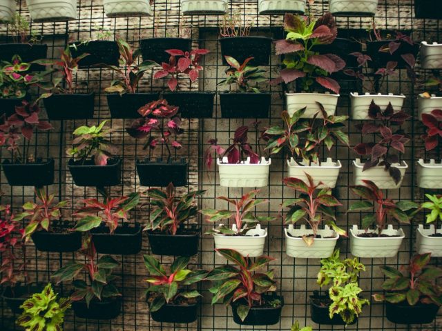 Plantes pour mur végétalisé extérieur selon site et système