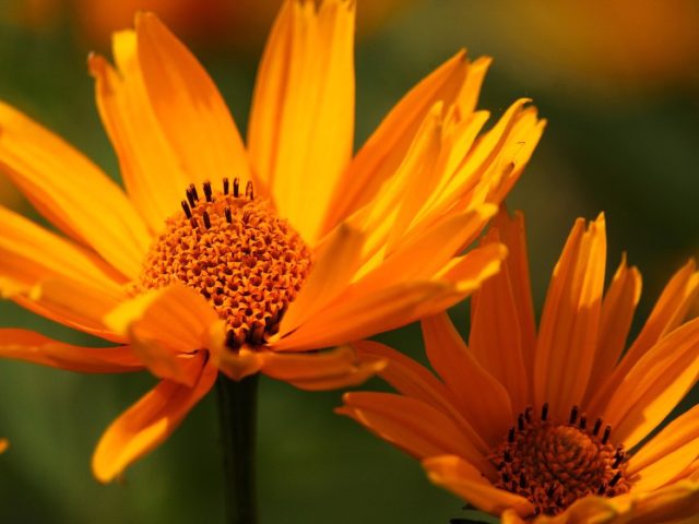 Fabriquer des carrés potagers sur mesure