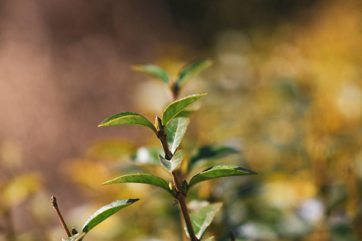 Choisir une haie vive pour délimiter et favoriser la biodiversité
