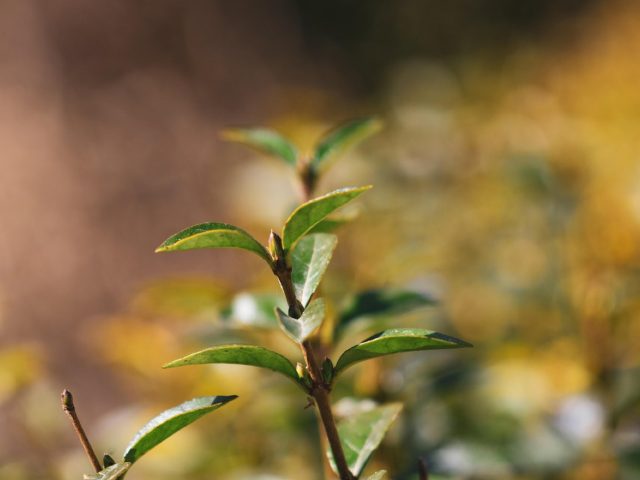 Choisir une haie vive pour délimiter et favoriser la biodiversité