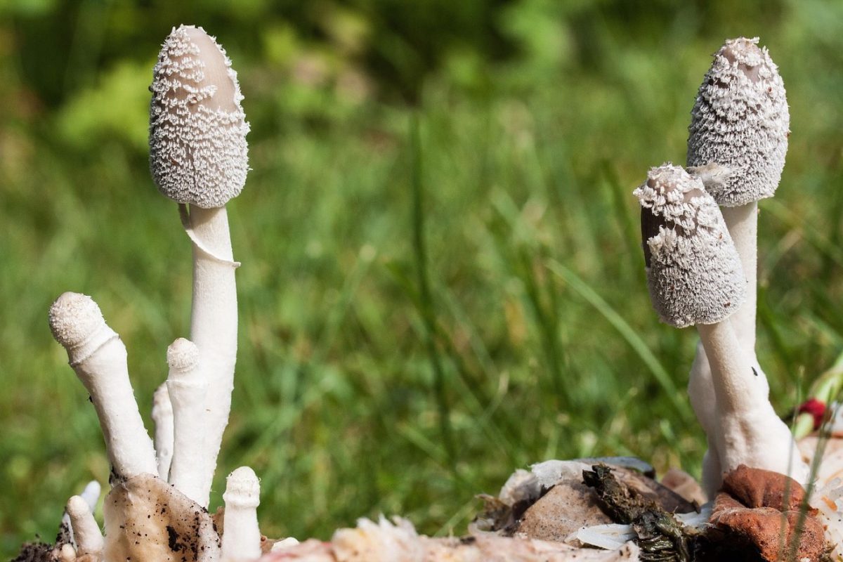 Installer un composteur en bac dans votre jardin