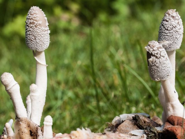 Installer un composteur en bac dans votre jardin
