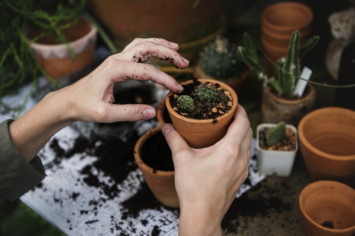 Avis jardinières auto‑arrosage Lechuza : retours consommateurs
