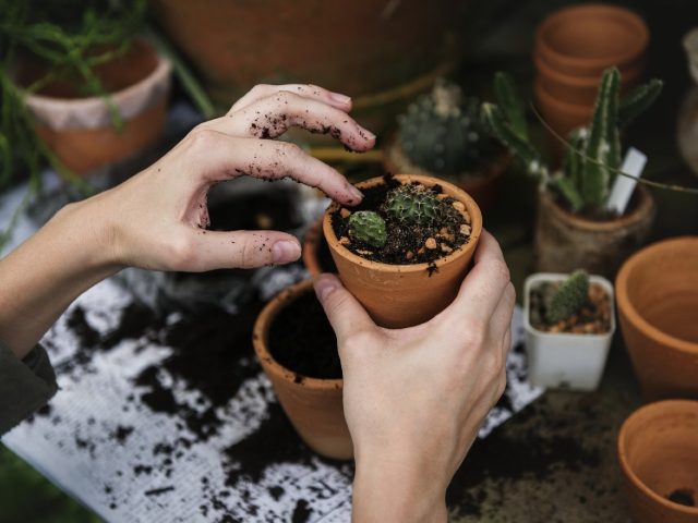 Avis jardinières auto‑arrosage Lechuza : retours consommateurs