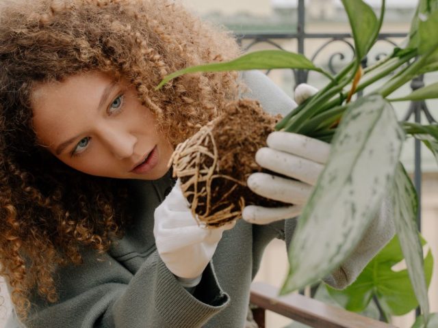 Lechuza ou Elho pour jardinières extérieures