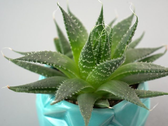 Plantes recommandées pour un balcon ombragé