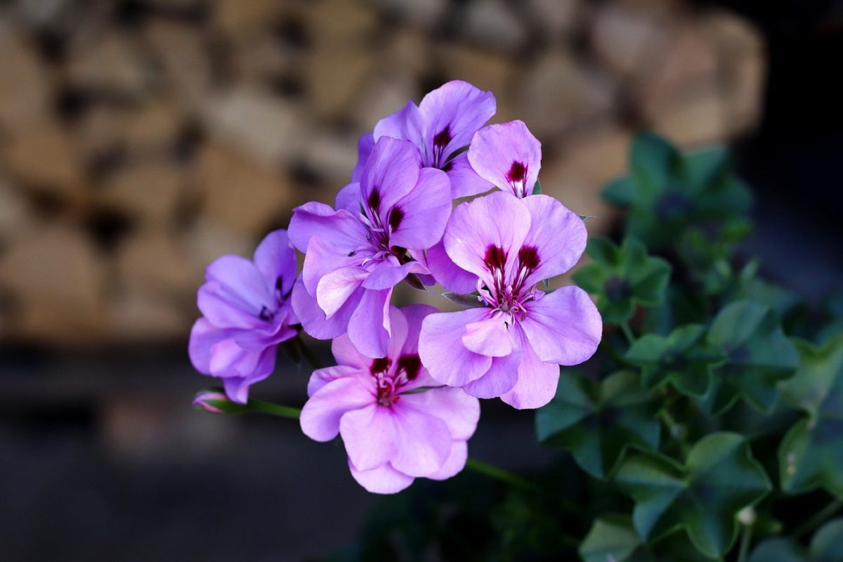 Meilleures plantes pour balcon ensoleillé
