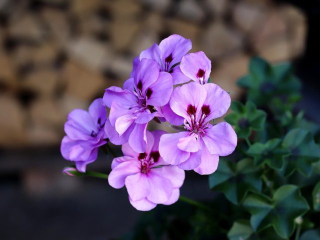 Meilleures plantes pour balcon ensoleillé