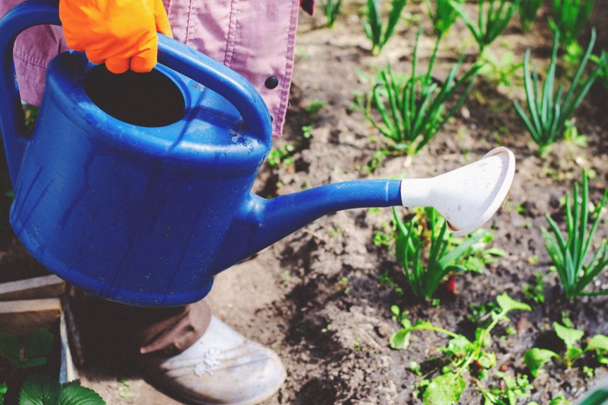 Outils indispensables pour créer et entretenir un potager