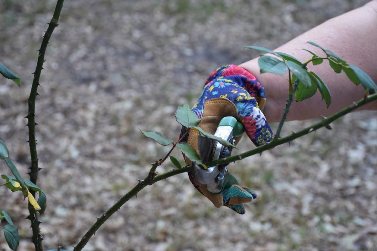 Outils indispensables pour un petit potager