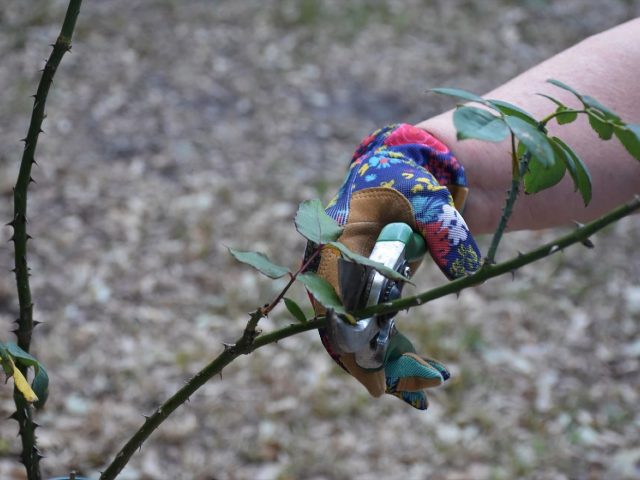 Outils indispensables pour un petit potager