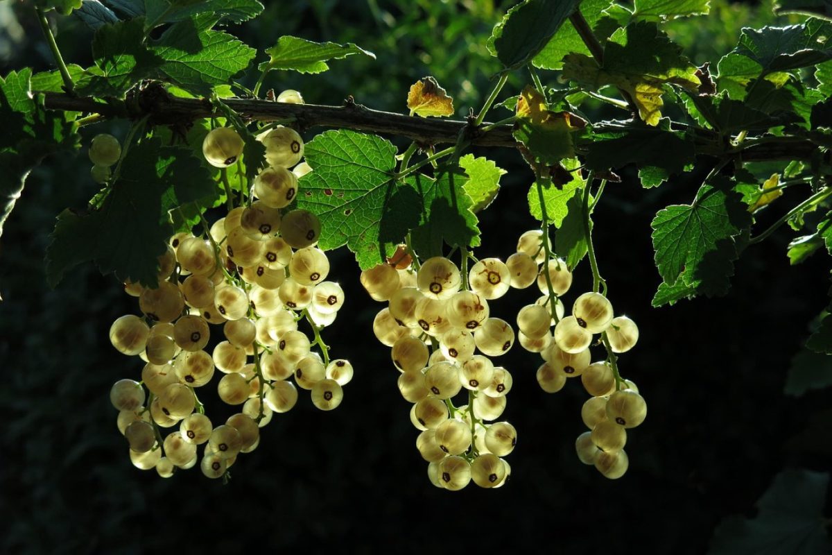 Paillage pour plantes vivaces : pourquoi et comment