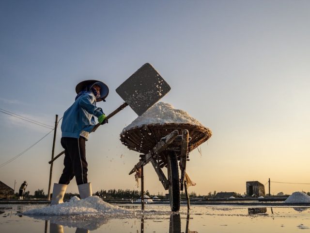 Quel paillage biologique pour protéger et enrichir le potager