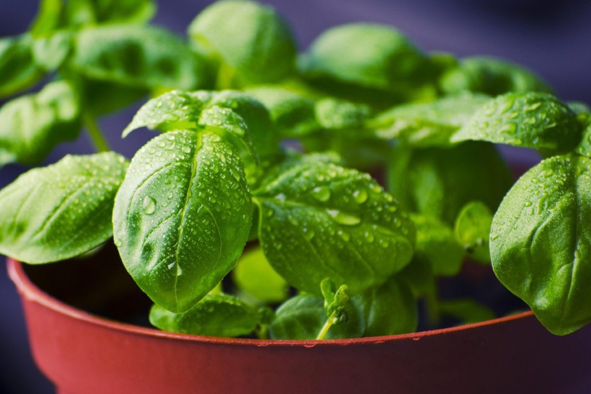 Plantes aromatiques faciles à cultiver en appartement