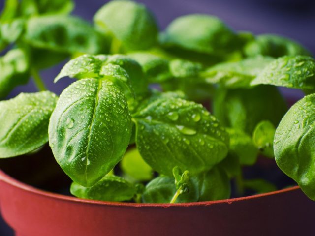 Plantes aromatiques faciles à cultiver en appartement