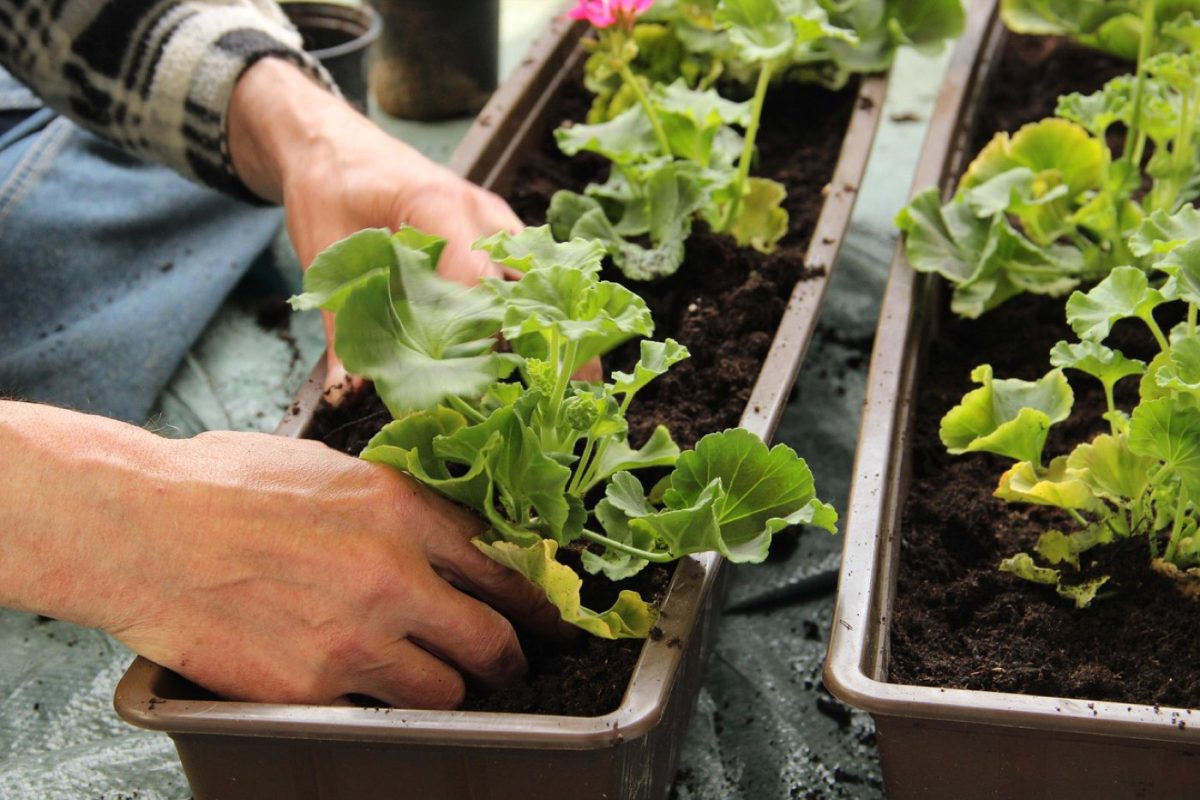 Plantes pour un balcon plein sud: choix et critères
