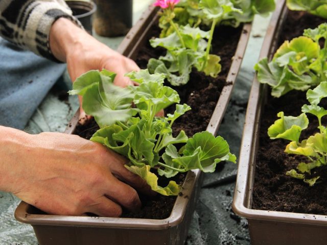 Plantes pour un balcon plein sud: choix et critères