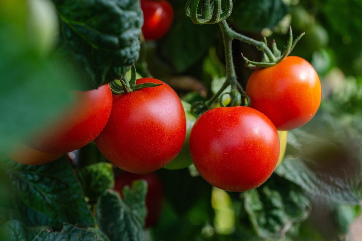 Potager sur palette ou sur butte : choisir selon espace et temps
