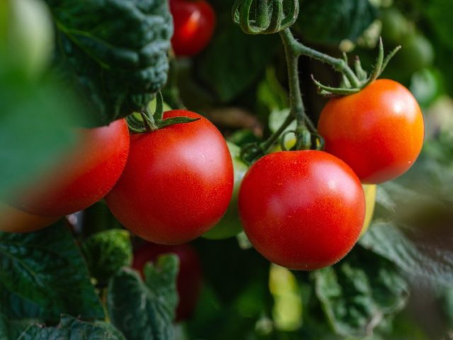 Potager sur palette ou sur butte : choisir selon espace et temps