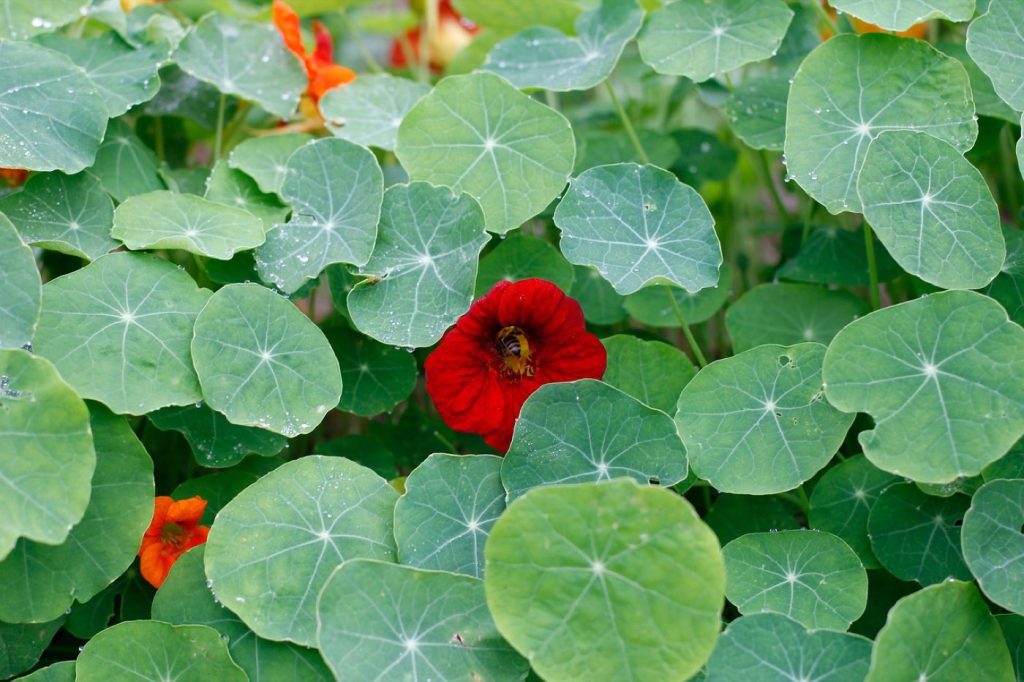 Potager en permaculture sur balcon facile et durable