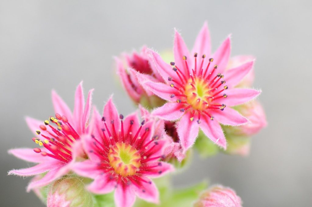 Plantes économes en eau pour jardins et aménagements
