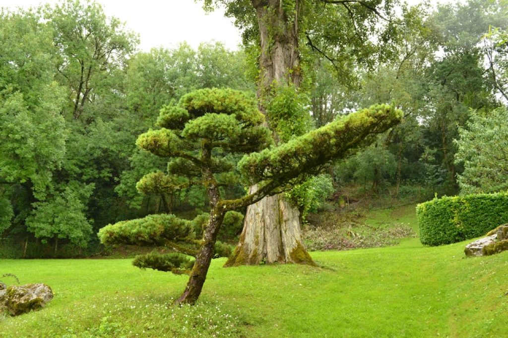 Aménager le bord d’eau du jardin pour la biodiversité