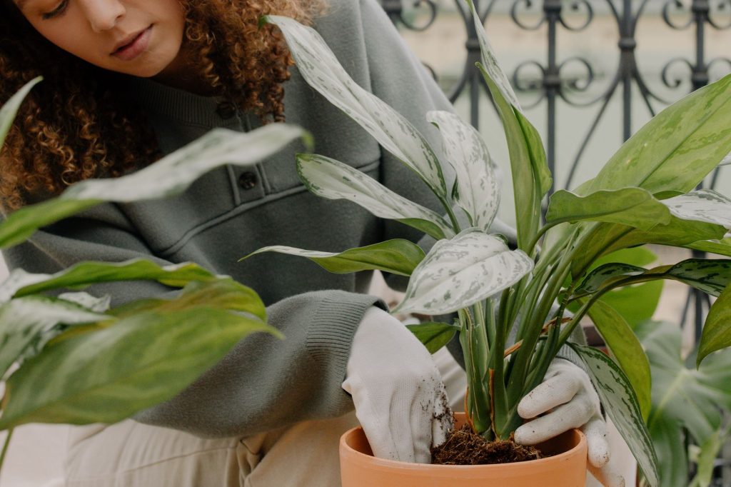 Plantes faciles à entretenir pour balcon et terrasse