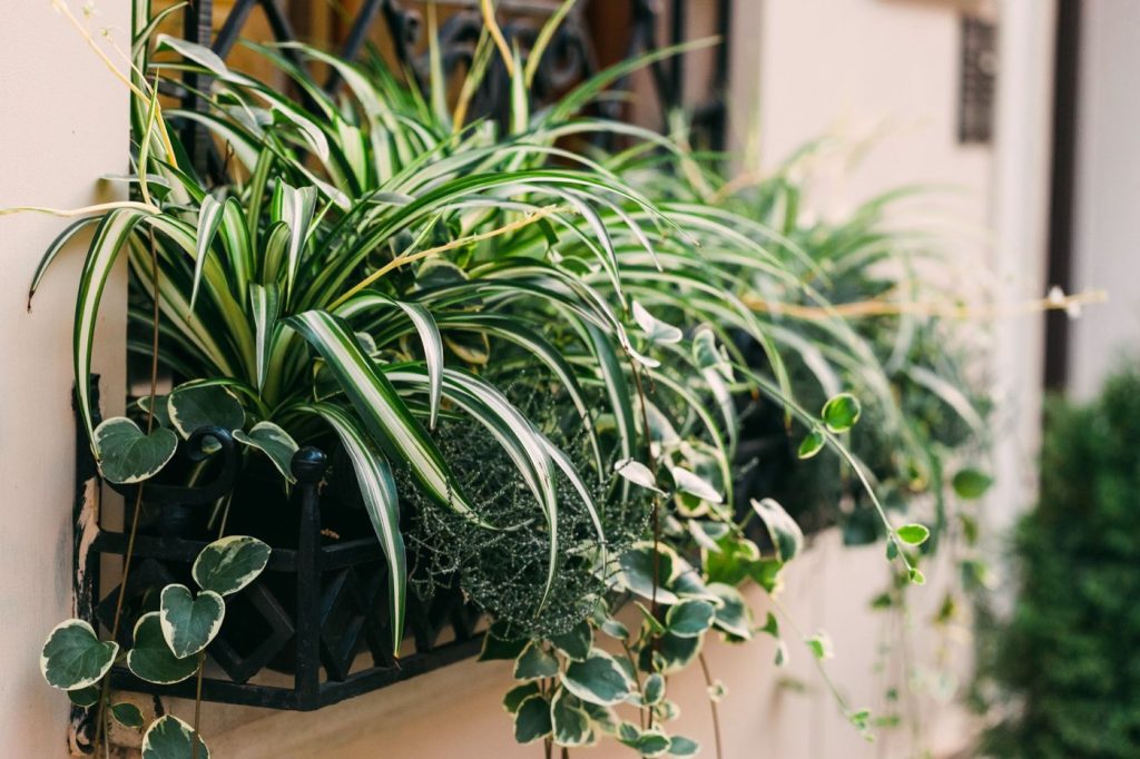 Plantes faciles à entretenir pour balcon et terrasse