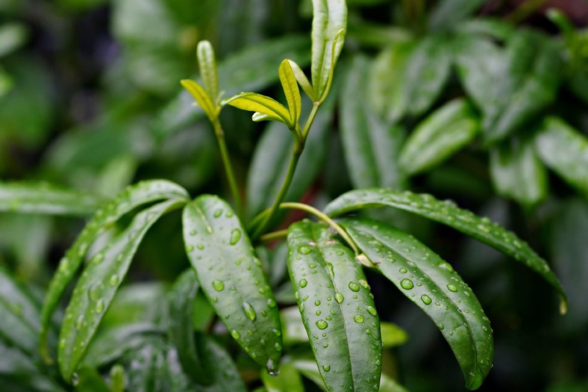 Installer une cuve de récupération d'eau de pluie chez soi
