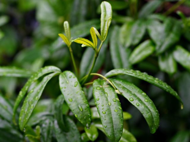 Installer une cuve de récupération d&rsquo;eau de pluie chez soi