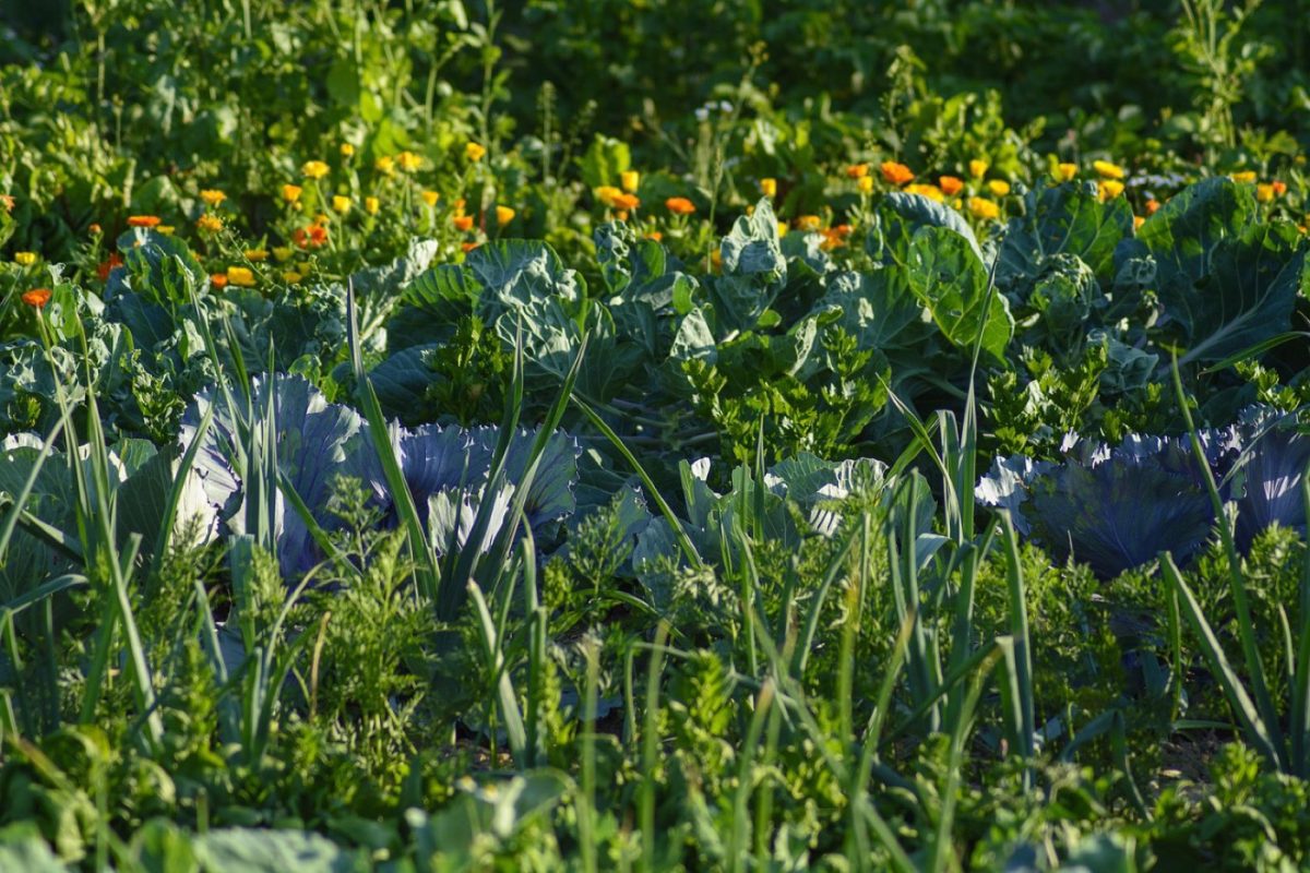 Rotation des cultures sur 3 ans au potager
