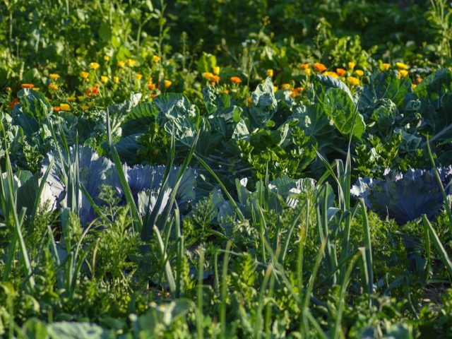 Rotation des cultures sur 3 ans au potager