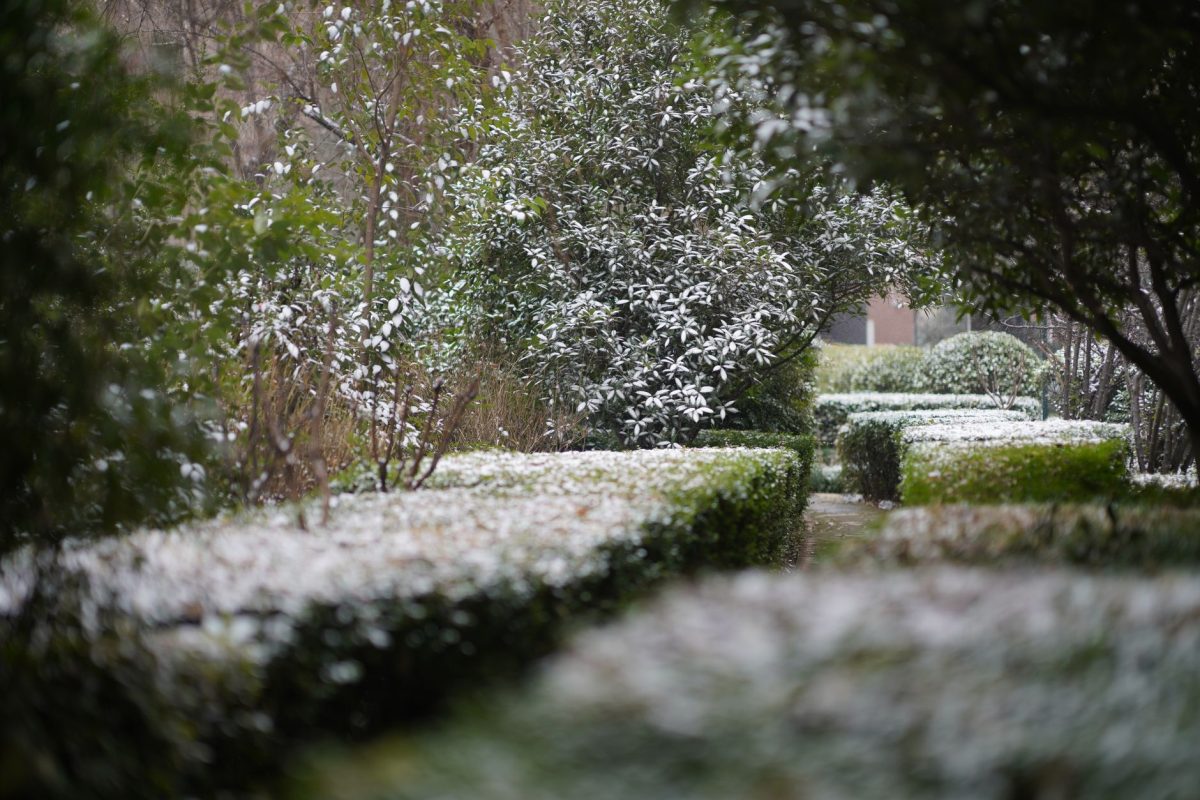 Préparez votre jardin pour l’hiver : 7 gestes essentiels à ne pas négliger !