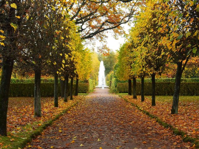 Préparer son jardin pour l’automne : les meilleures pratiques