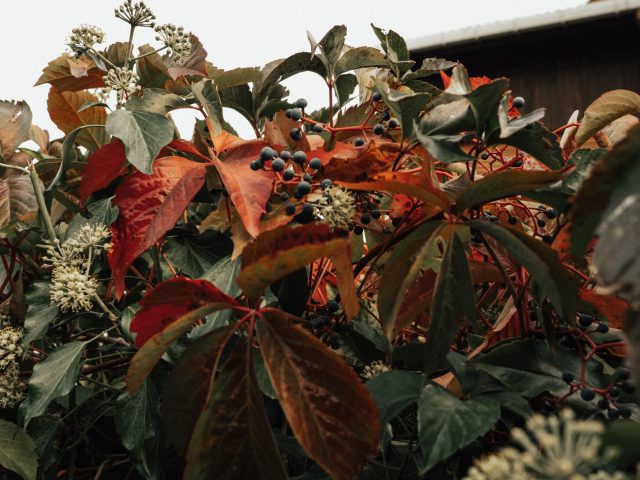 Préparer son jardin à l’automne : les meilleures pratiques
