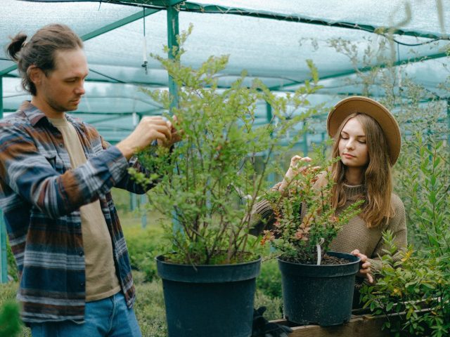Dès la fin de la canicule, revitalisez votre potager efficacement
