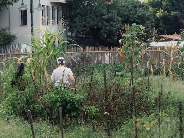 Quels légumes semer en automne pour un potager florissant