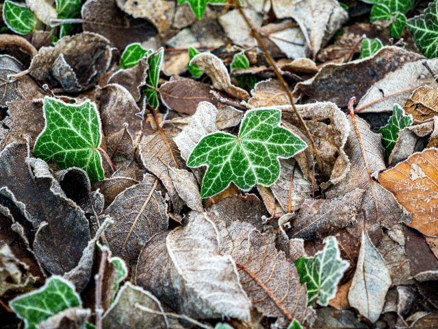 Préparer son jardin pour l&rsquo;hiver : les meilleures pratiques