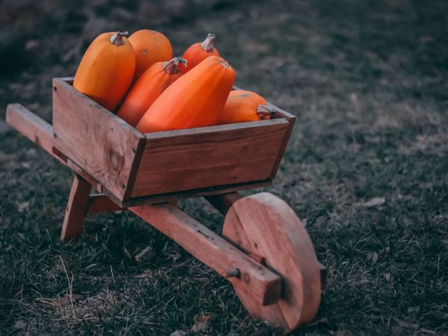 Ces erreurs d’automne qui ruinent votre jardin au printemps
