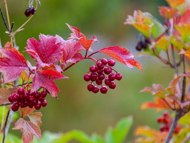 Dès l’automne, préparez votre jardin pour un hiver fructueux