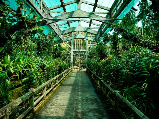 Ne laissez pas les pucerons envahir votre jardin : 5 stratégies préventives à adopter dès maintenant