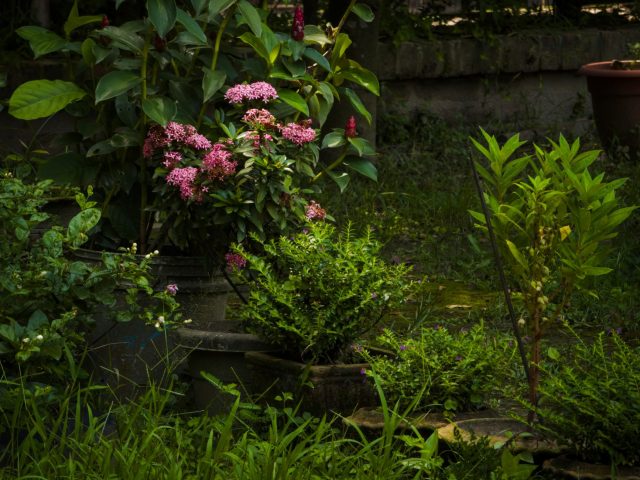 Prévenir la présence de tiques dans votre jardin