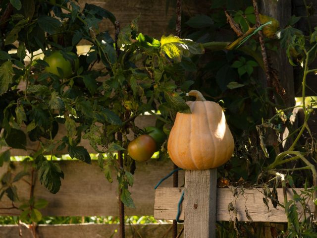Préparez votre jardin cet automne pour un printemps florissant